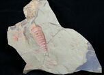 Fossil Aglaspid (Tremaglaspis) With Marrellomorph (Furca) #11061-7